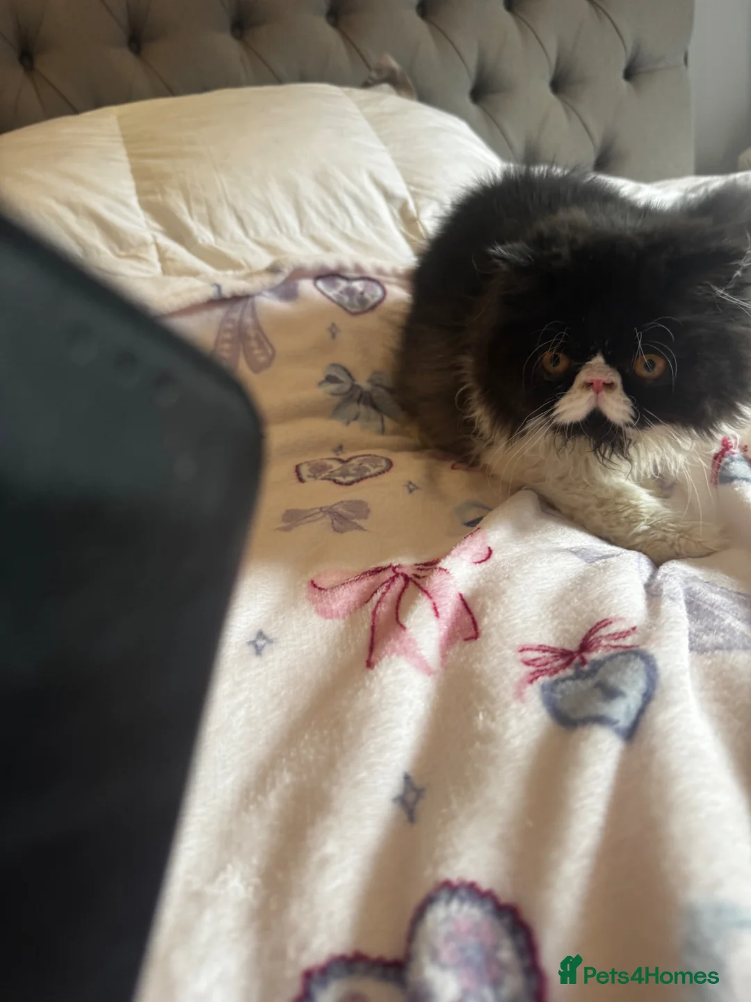 Persian cats for sale: PUREBRED PERSIAN KITTEN FOR SALE - Advert 2