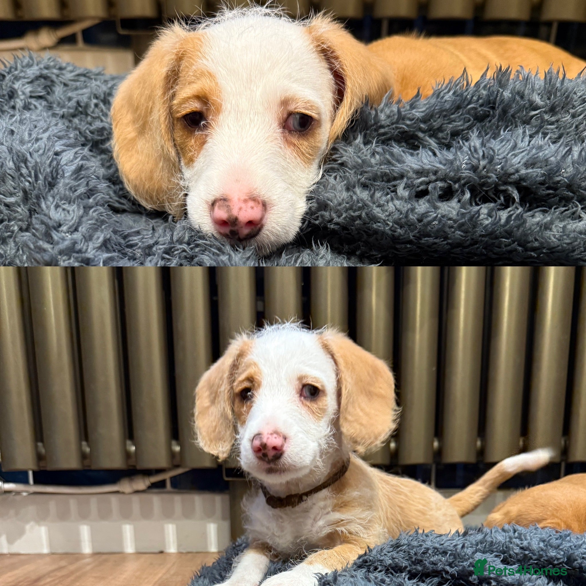 Mixed Breed dogs for sale: Adorable doxiepoo puppies 🥰 - Advert 1