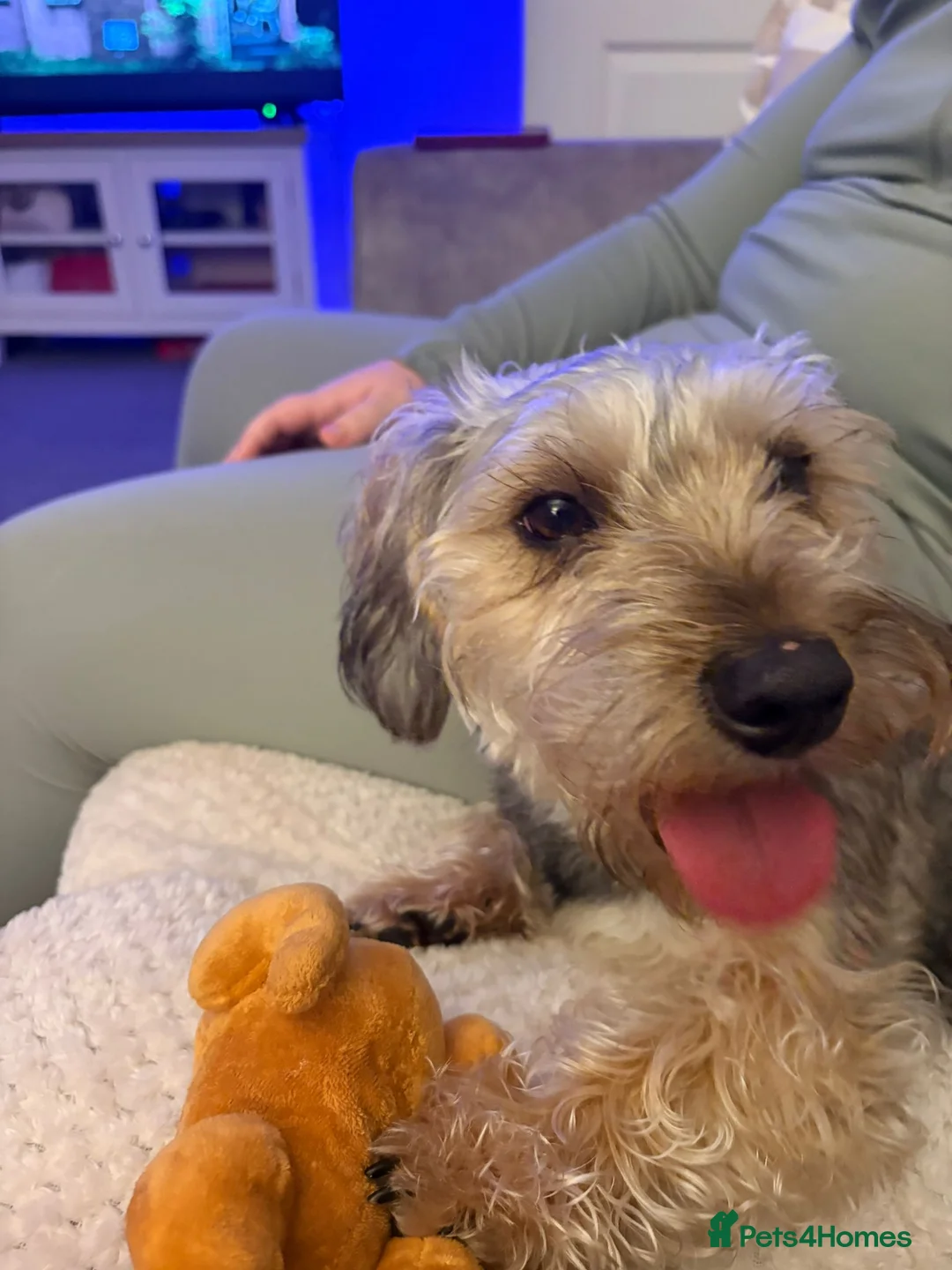 Yorkiepoo dogs for sale: For sale  - Advert 1