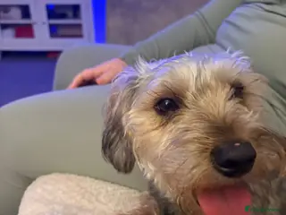 Yorkiepoo dogs For sale - Advert 12