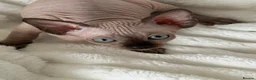 Sphynx cats for sale: Sphynx cannadian kittens ready now  - Advert 11