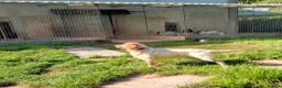 English Setter dogs for adoption: Vinnie in Worthing - Advert 6