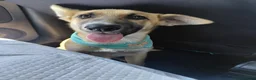 Mixed Breed dogs for adoption: DORA -  Huge Ears. Even Bigger Heart. 🌟 in Nottingham - Advert 4