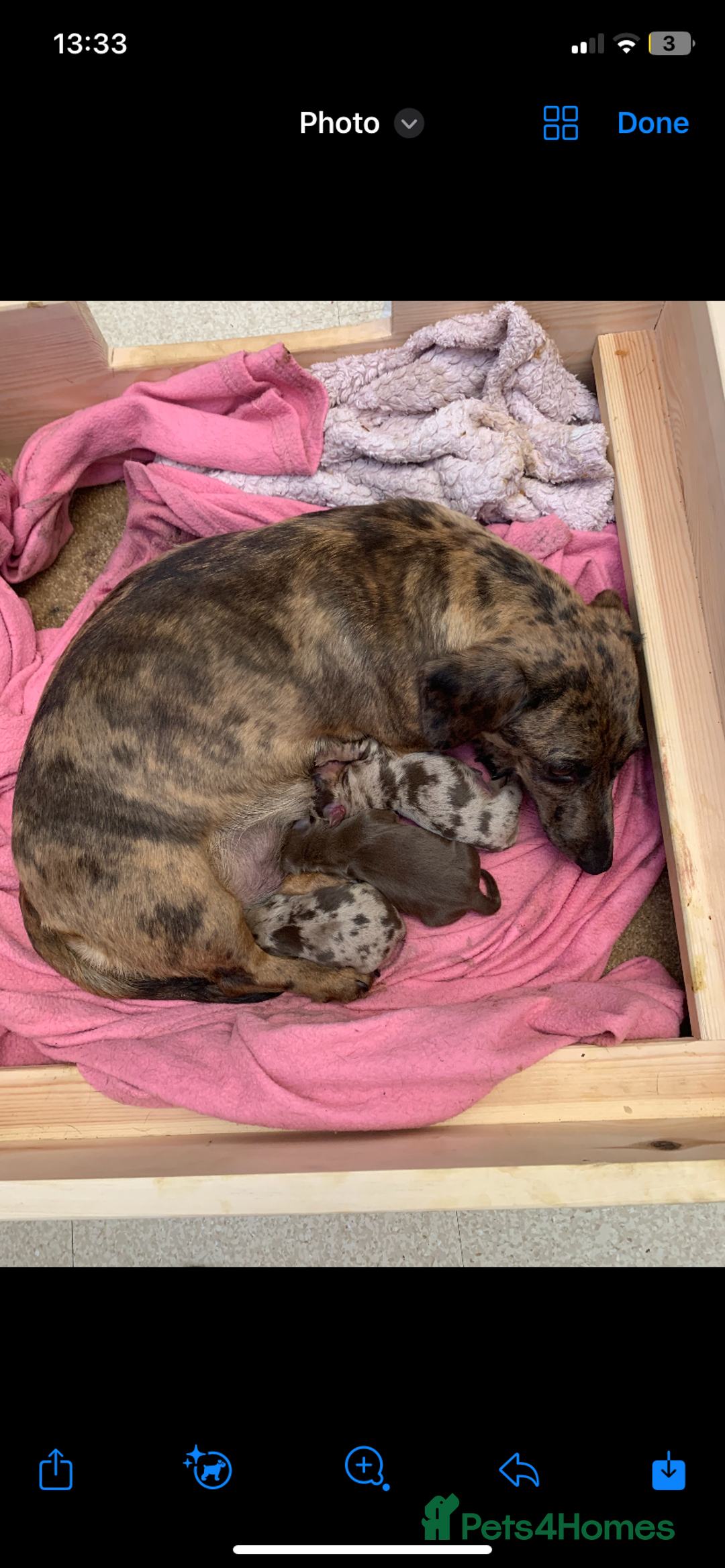 Miniature Dachshund dogs for sale: Chocolate Isabelle dapple miniature dachshund - Image 15