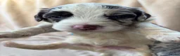 Sproodle dogs for sale: F1 Sproodle Puppies  - Advert 16
