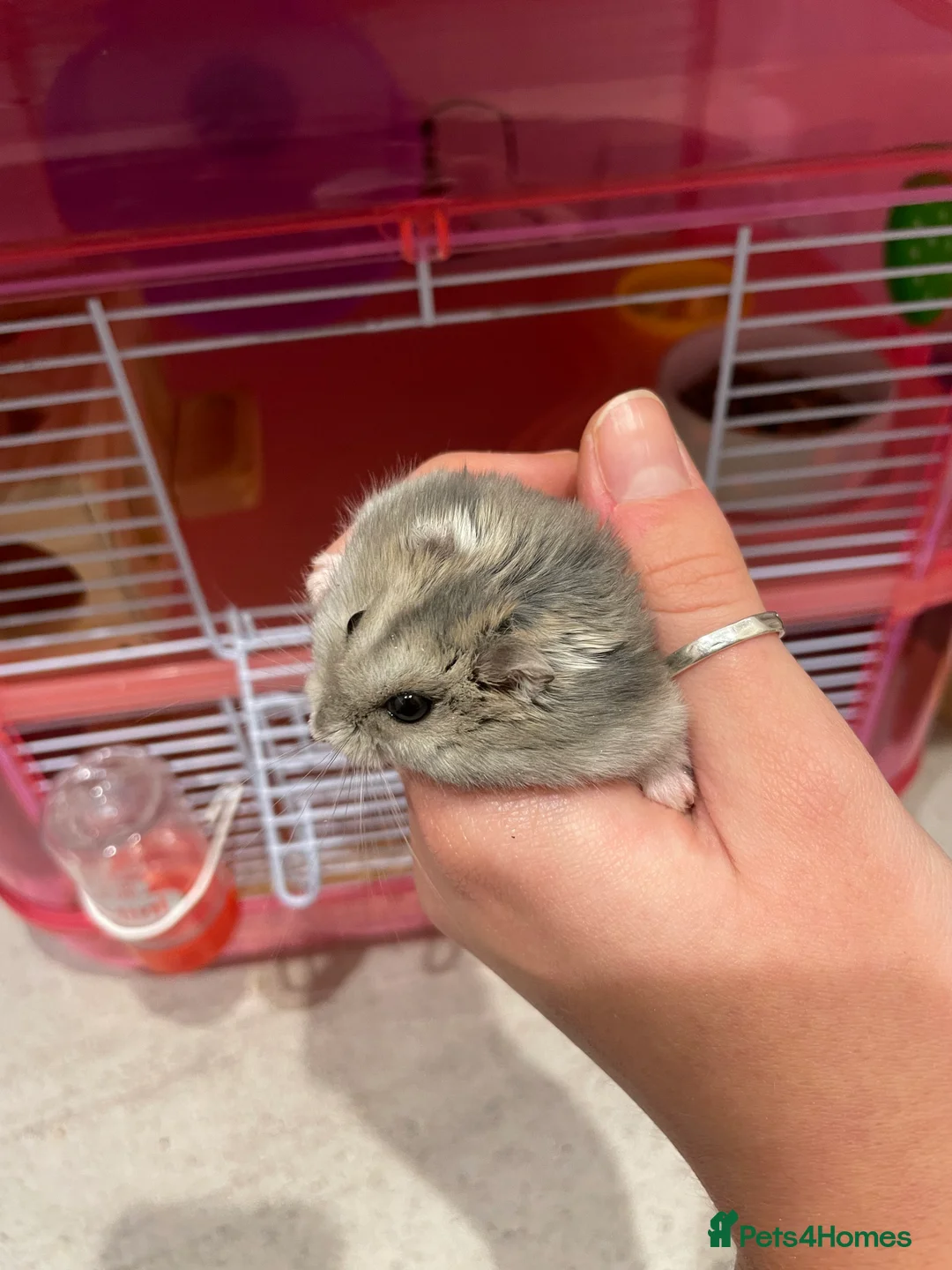 Hamster rodents for sale: Russian Dwarf Hamster for sale - Advert 4