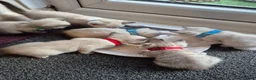 Mixed Breed cats for sale: Bengal Siamese mixed - Advert 26