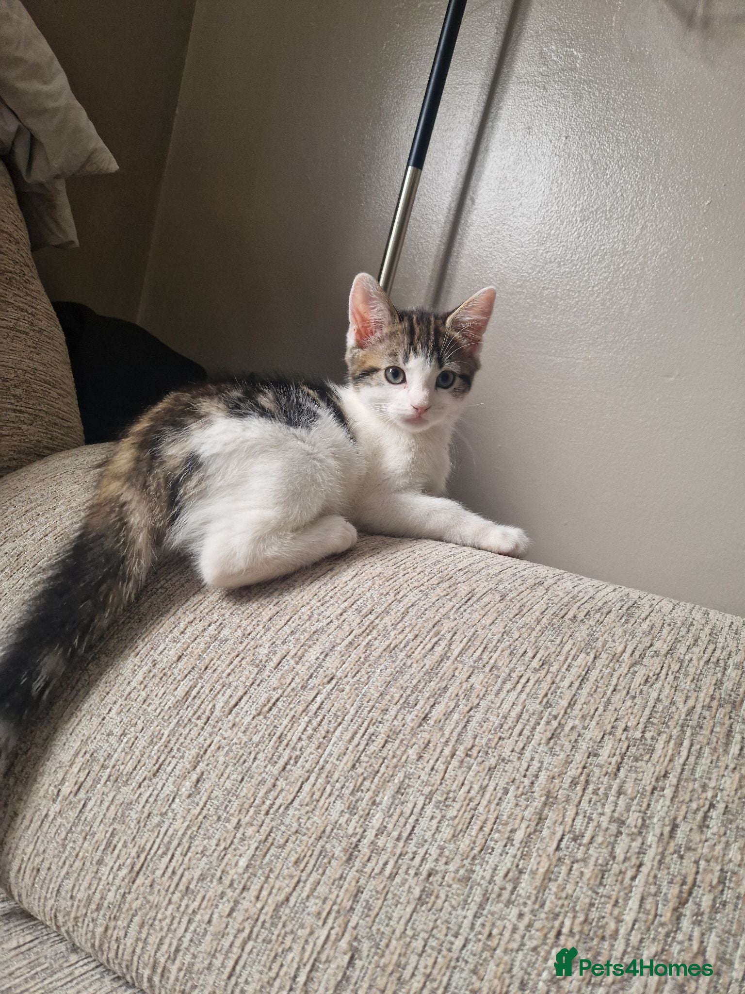 Mixed Breed cats Beautiful kittens ready for their forever homes - Advert 5