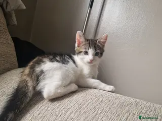 Mixed Breed cats Beautiful kittens ready for their forever homes - Advert 5