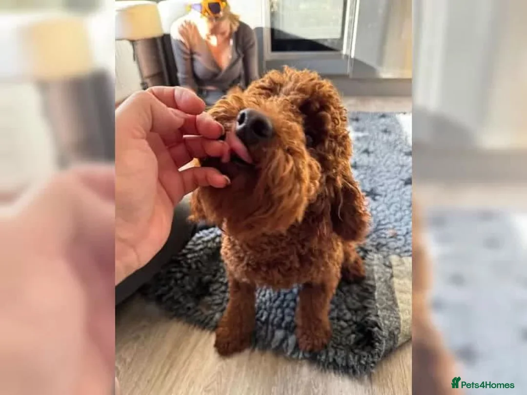 Miniature Poodle dogs for sale: Miniature Poodle puppies from a family home - Advert 1