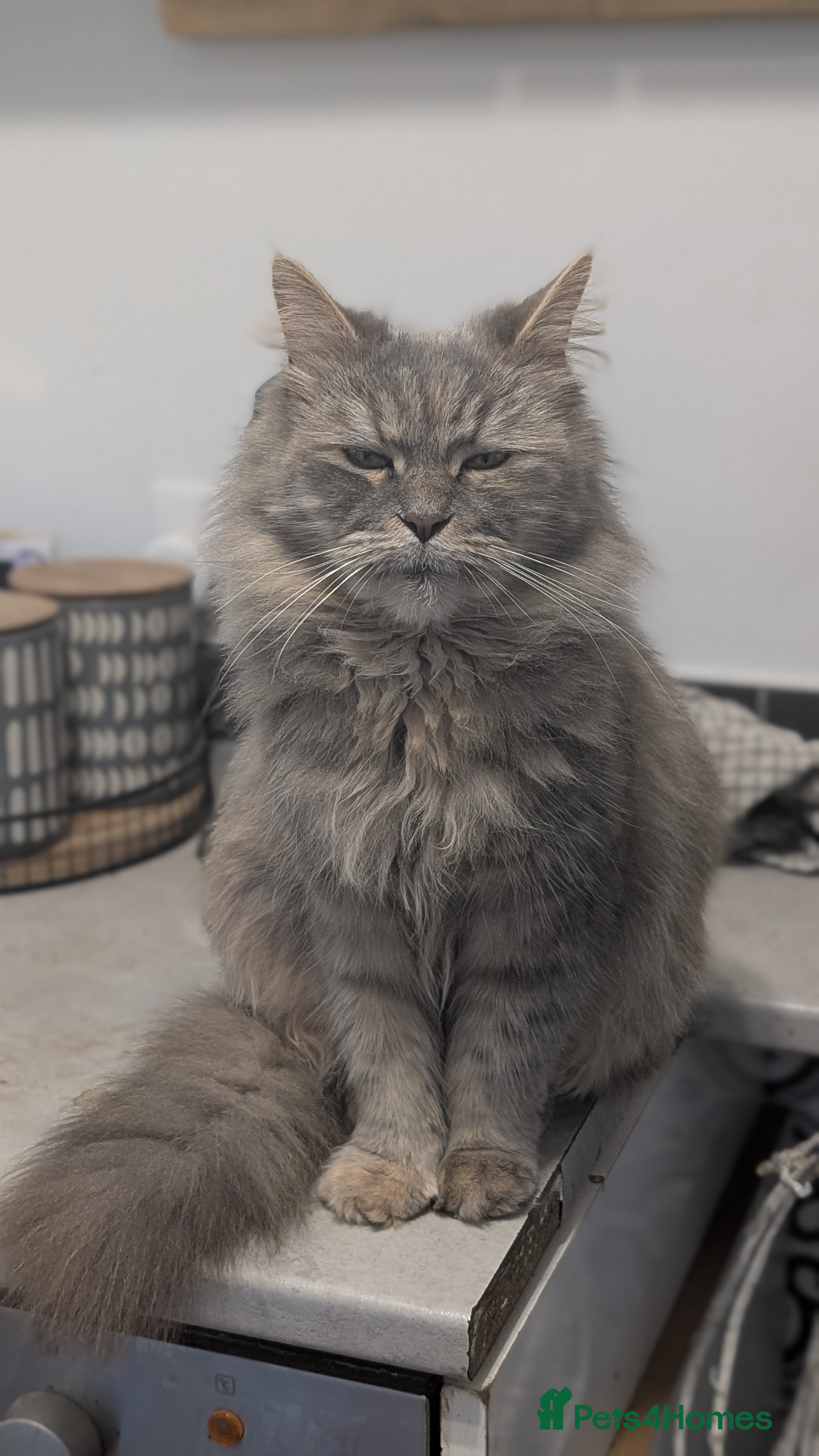 Mixed Breed cats Pregnant Persian X mainecoon 4 yr old - Advert 1