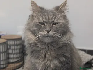 Mixed Breed cats Pregnant Persian X mainecoon 4 yr old - Advert 1