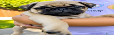 Pug 1