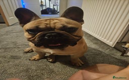 French Bulldog dogs for stud: Standard Fawn French Bulldog Stud. Silver Tested!! - Image 10