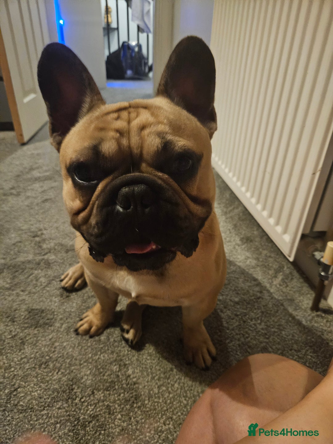 French Bulldog dogs for stud: Standard Fawn French Bulldog Stud. Silver Tested!! - Image 10