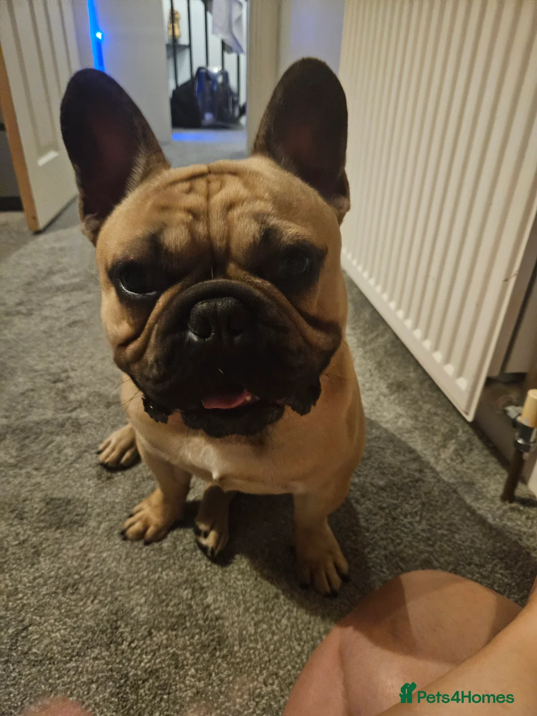 French Bulldog dogs for stud: Standard Fawn French Bulldog Stud. Silver Tested!! - Advert 10
