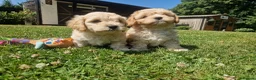 Cavachon dogs for sale: ✨️LAST STUNNING H/TESTED CREAM F1 CAVACHON BITCH✨️ - Advert 6