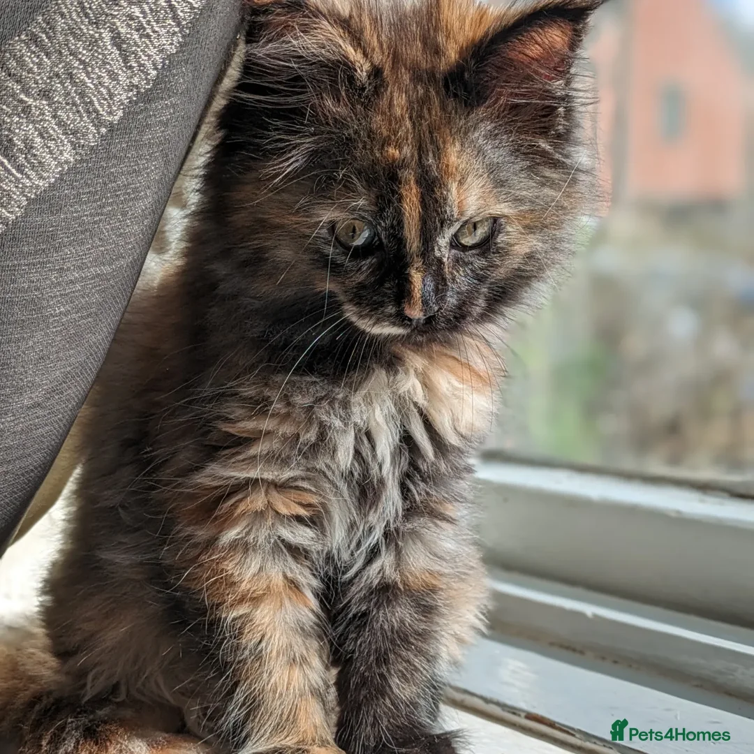 Maine Coon cats for sale: Maine coon kittens ready for new homes  in Carlisle - Advert 1