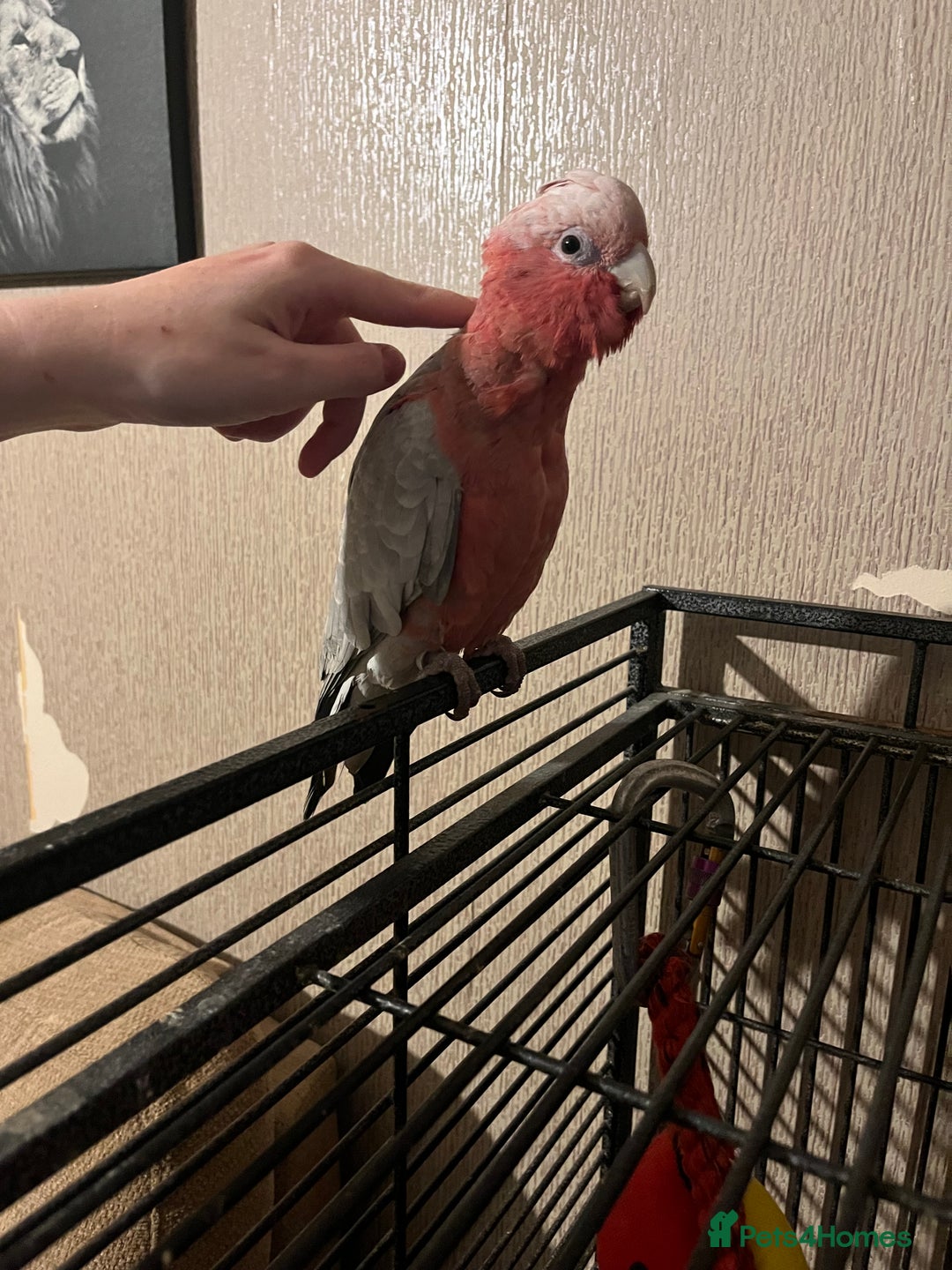 Parakeets birds for sale: Galah cockatoo  - Advert 5