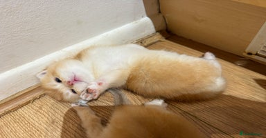 British Shorthair cats - Advert 9
