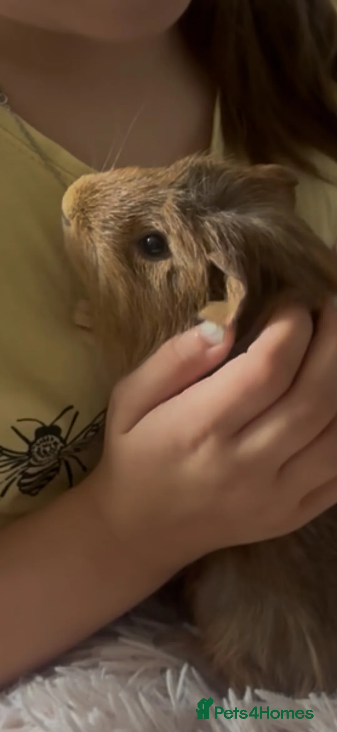 Guinea Pig rodents for sale: Loving Guinea Pig Looking for a New Home 🐹❤️ in Northampton - Advert 3