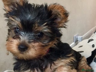 Yorkshire Terrier dogs Miniature MALE Yorkshire terrier puppy - Advert 16