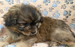 Mixed Breed dogs for sale: Beautiful cavapoopoms looking for forever homes  - Image 8