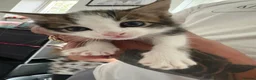 Mixed Breed cats for sale: Kittens in Guildford - Advert 4