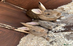 Mixed Breed rabbits for sale: 2 beautiful baby rabbits for sale  - Image 1