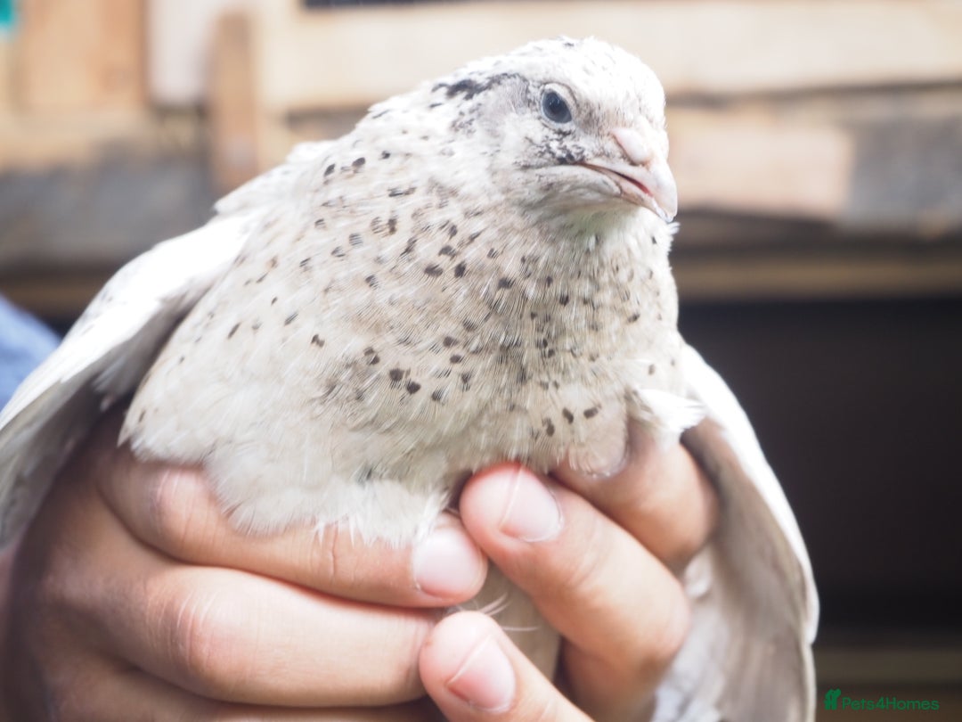 Quail poultry for sale: Jumbo Quail. Big Birds, Great Layers, Colours !!! - Image 10
