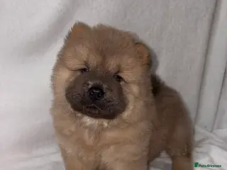 Chow Chow dogs 6 Stunning Chow Chow Puppies Left - Advert 5