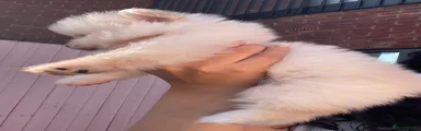 Sold - Girl - White & Creamy Pom