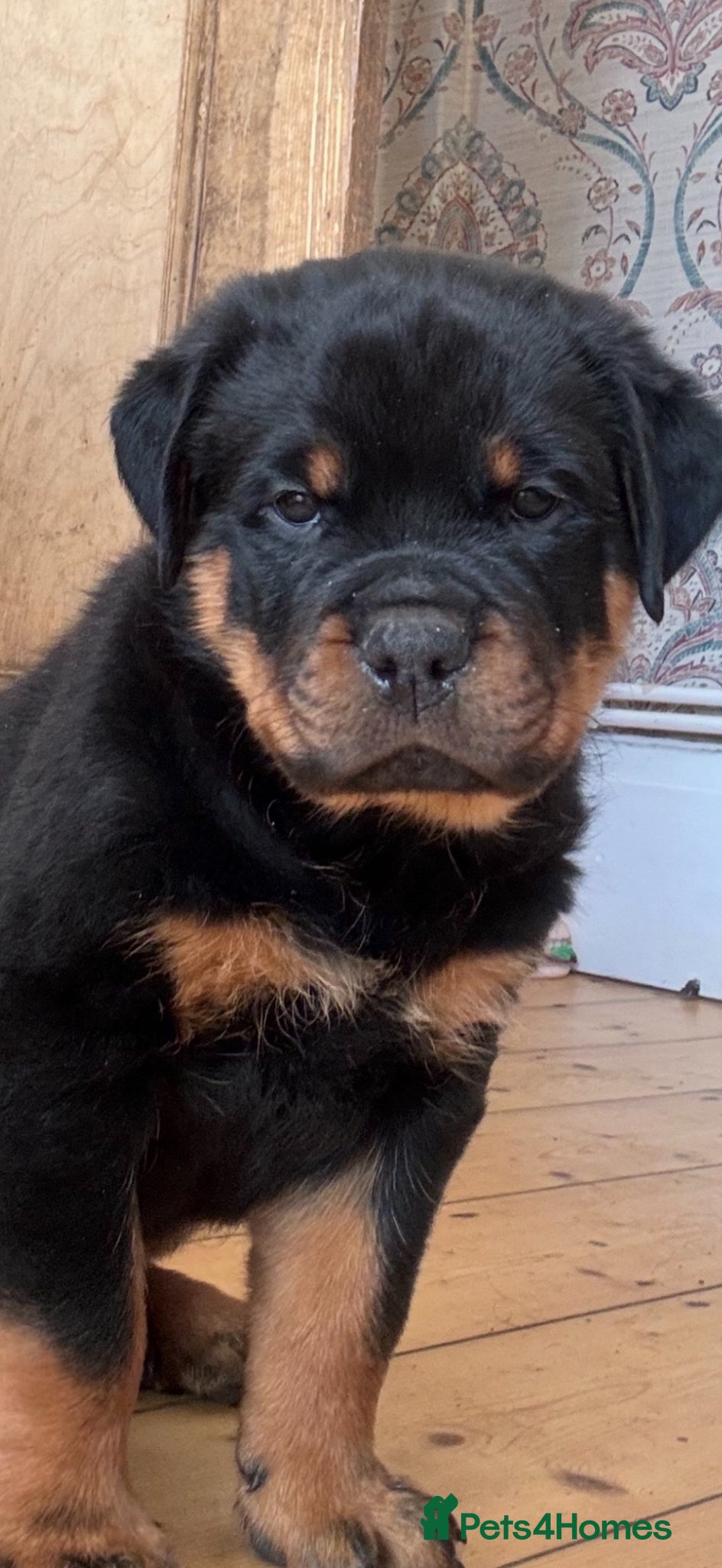 Rottweiler dogs Stunning Rottweiler Puppies  - Advert 4