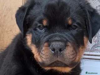 Rottweiler dogs Stunning Rottweiler Puppies - Advert 4