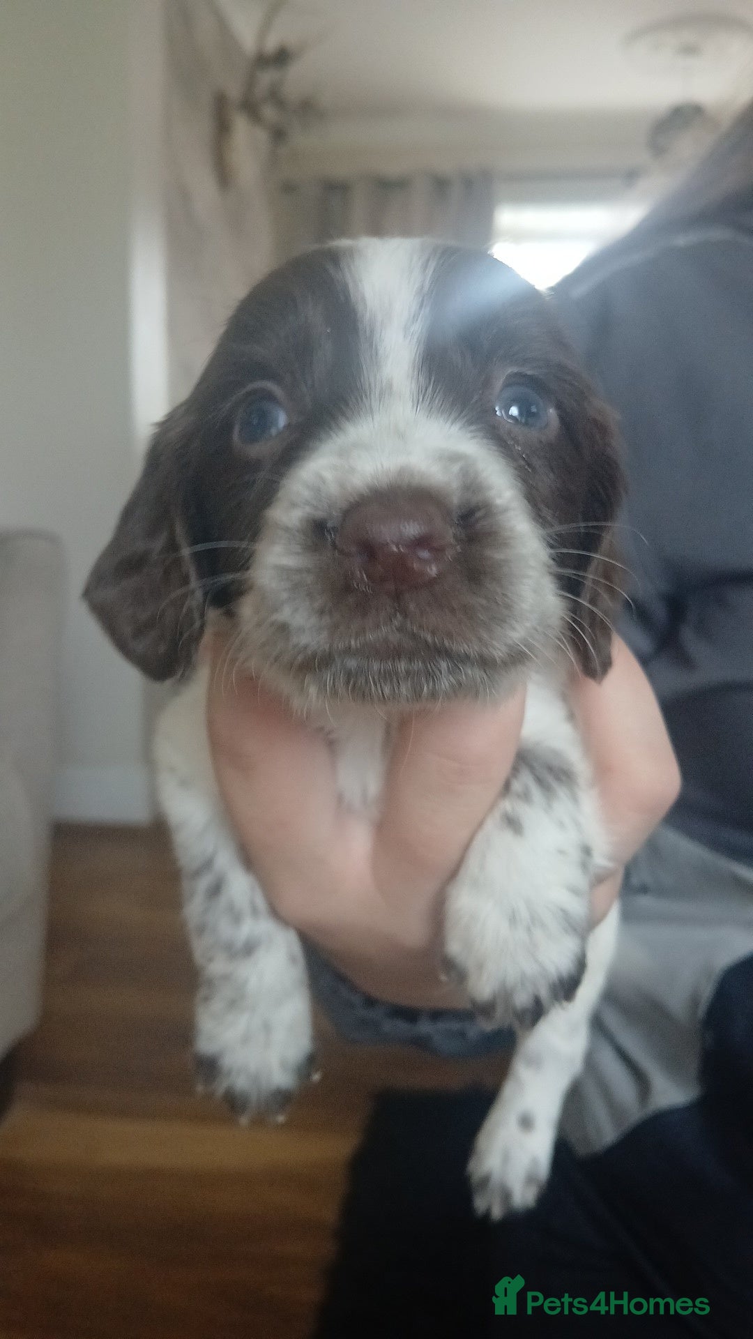 Sprocker dogs for sale: Beautiful litter of sprocker puppies - Image 14