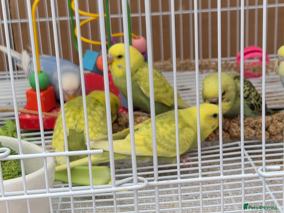 Budgerigars birds for sale: Baby Budgies  - Advert 2