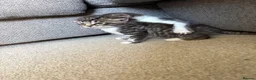 Mixed Breed cats for sale: 3 tabby 3 black and white - Advert 3
