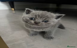 British Shorthair cats for sale: British short hair kittens  - Image 13