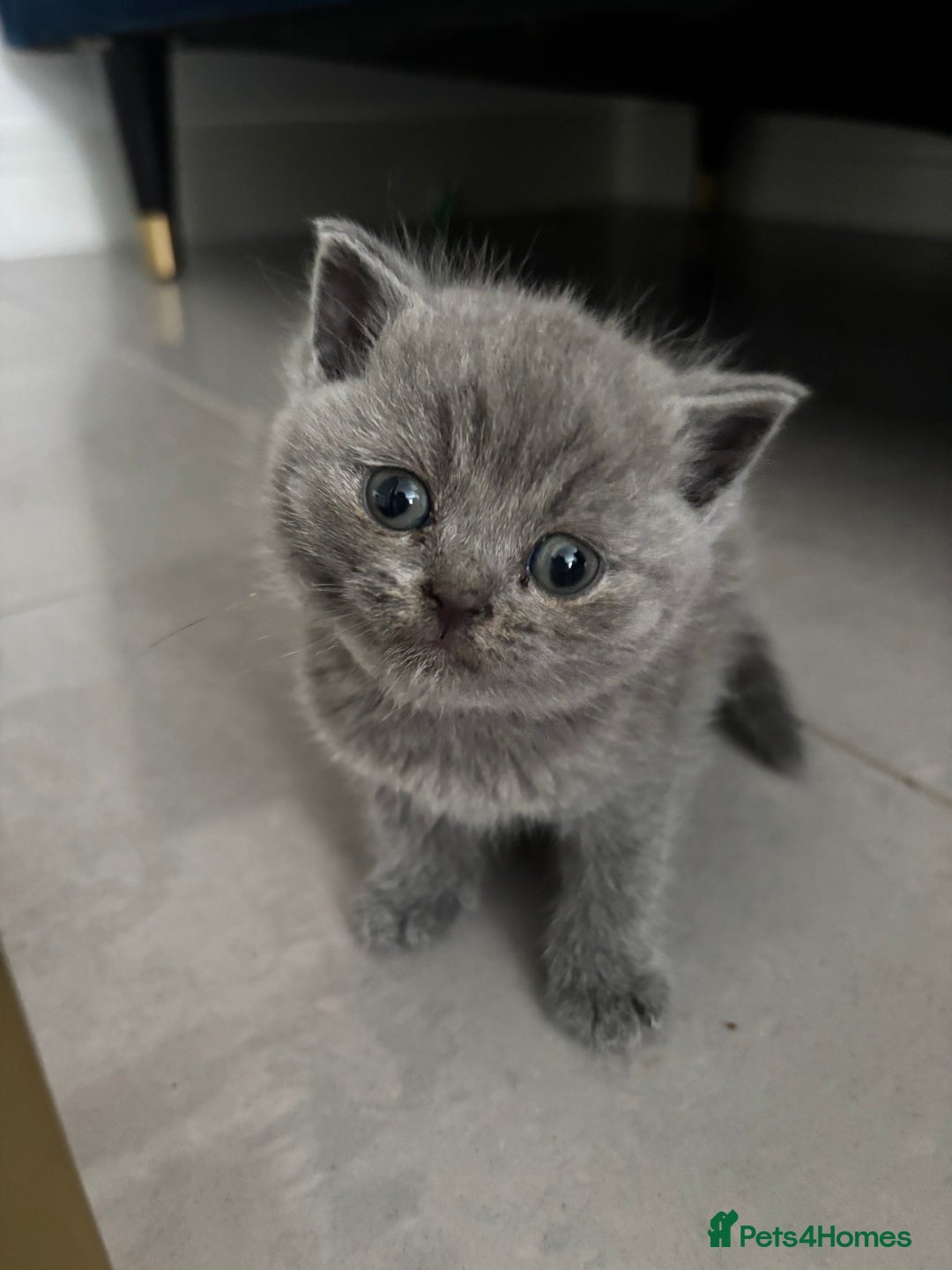 British Shorthair cats for sale: British short hair kittens  - Image 13