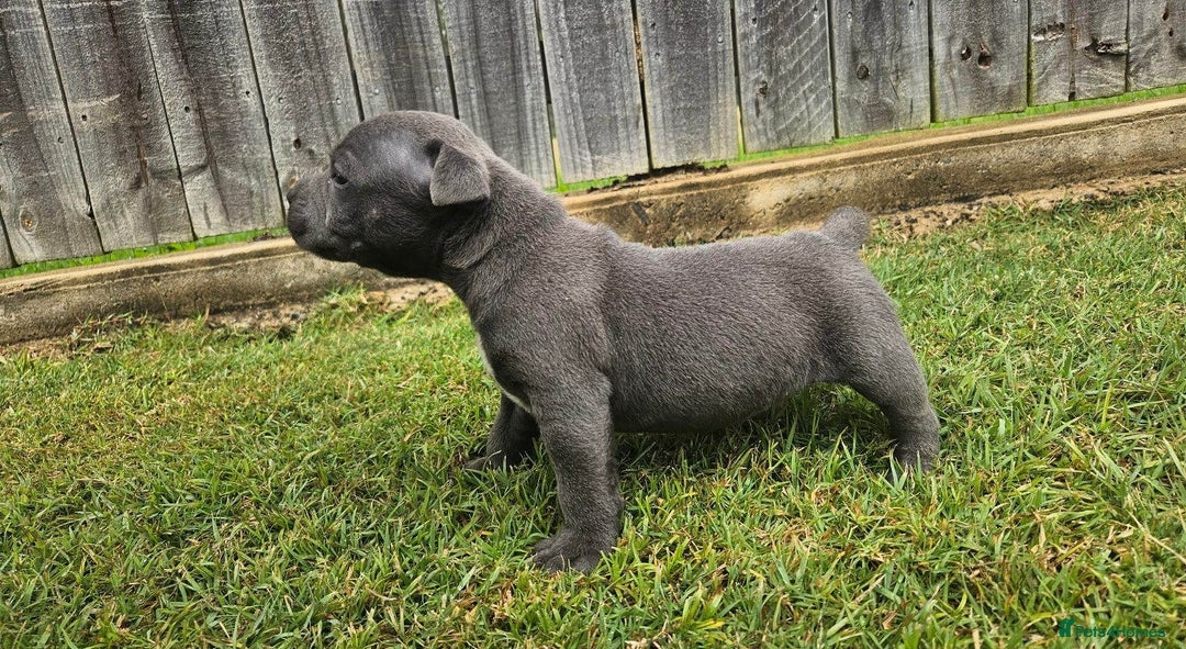 Staffordshire Bull Terrier dogs for sale: Affectionate perfect Blue staffy pups - Image 2