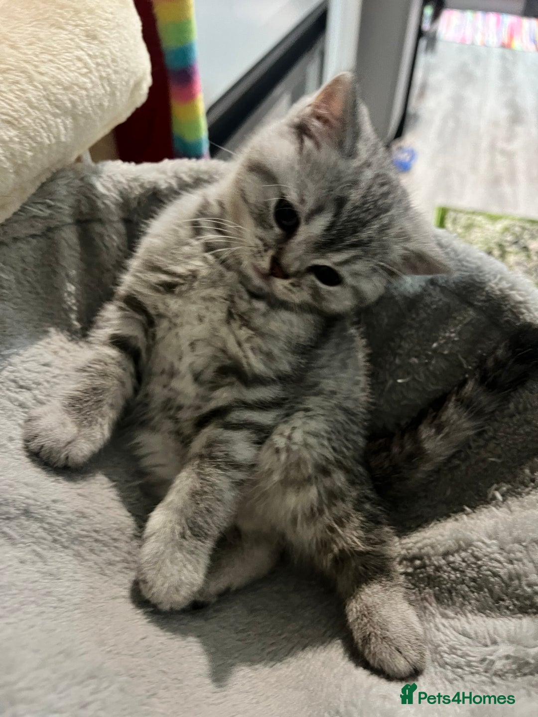 British Shorthair cats for sale: British Shorthair Kittens 🐱  - Advert 9