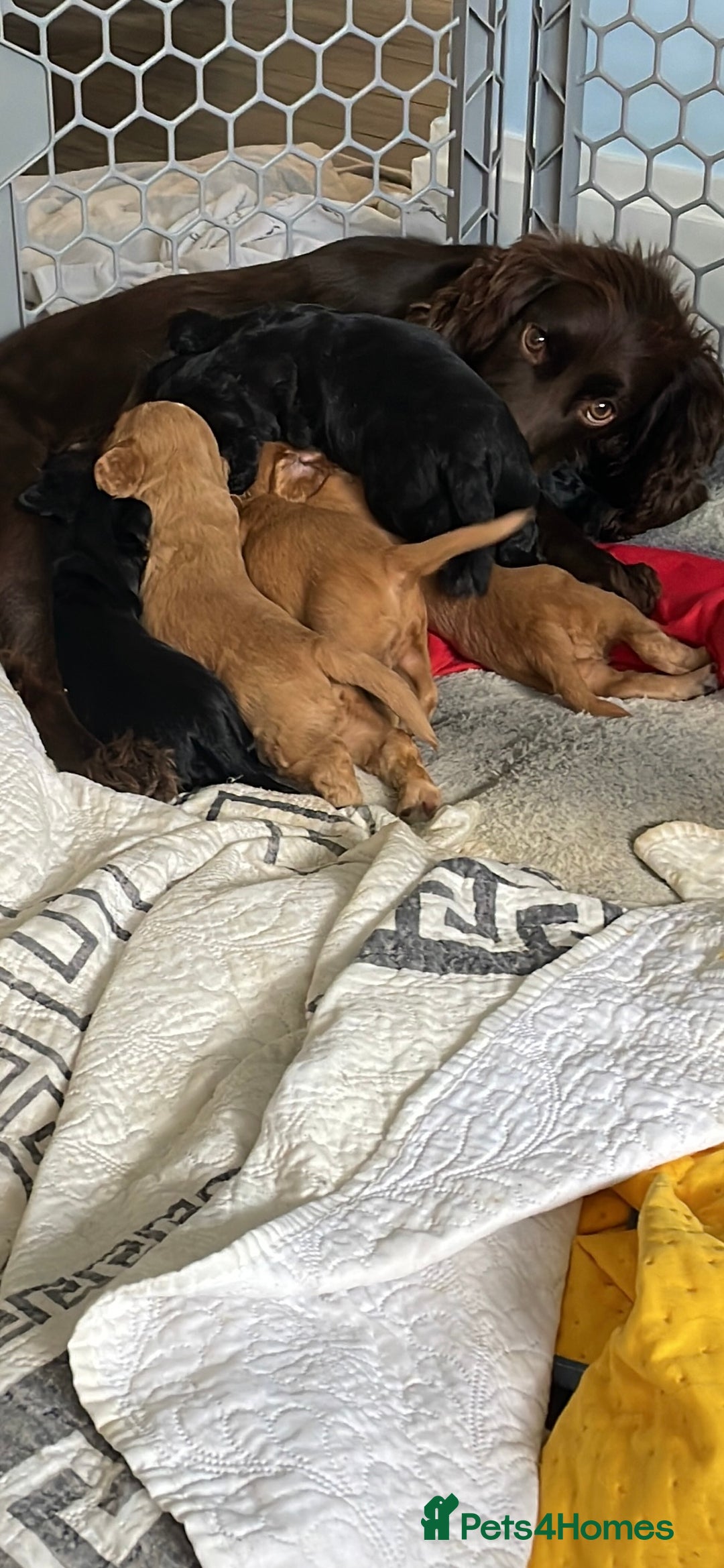 Cocker Spaniel dogs for sale: KC registered Working Cocker Spaniels For Sale - Image 2