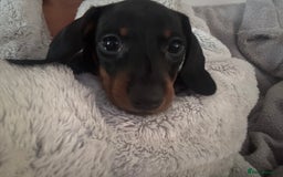 Dachshund dogs for sale: 4 lovely Girl dachshunds Ready to leave! - Image 2
