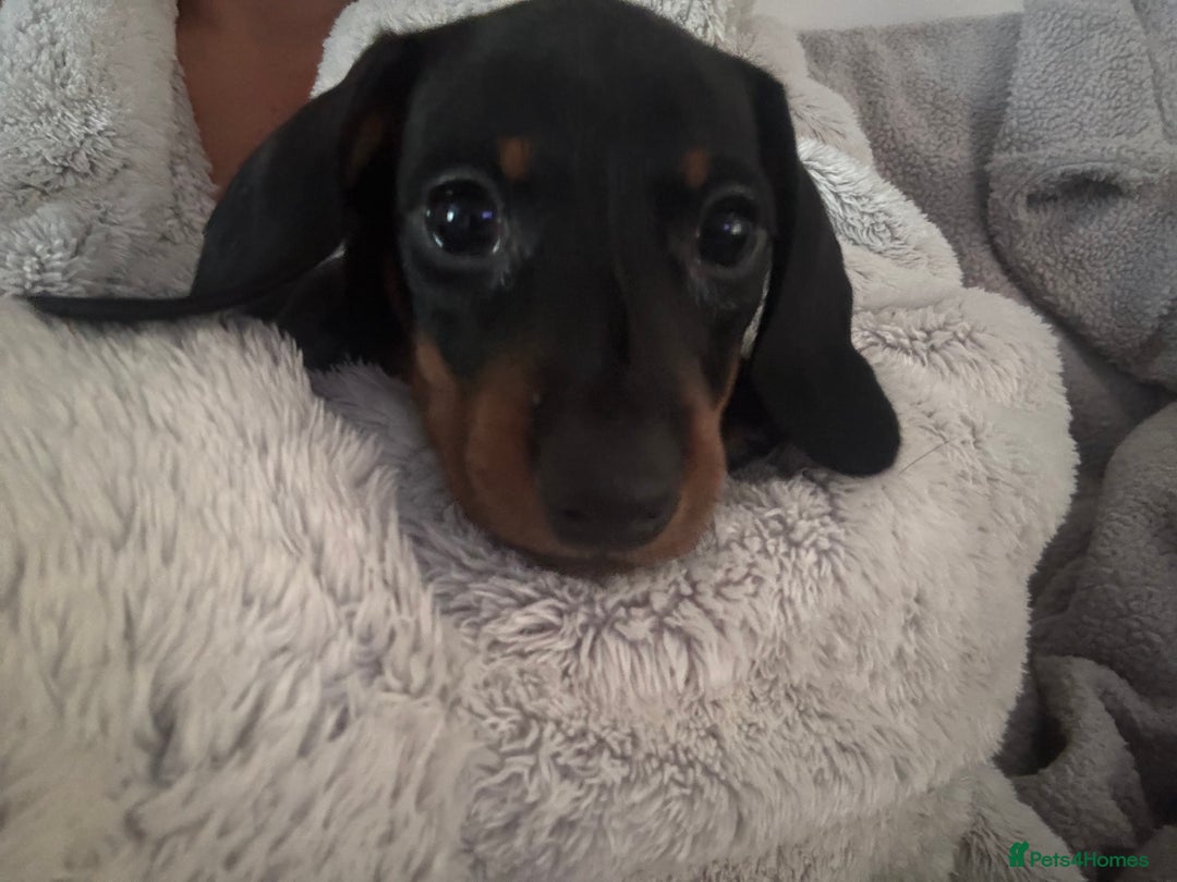 Dachshund dogs for sale: 4 lovely Girl dachshunds Ready to leave! - Image 2