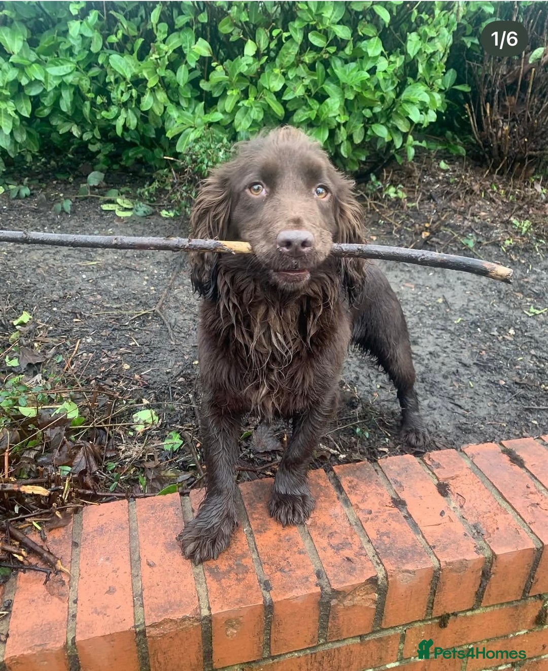 Cocker Spaniel dogs for sale: Cocker spaniel pups - Image 9