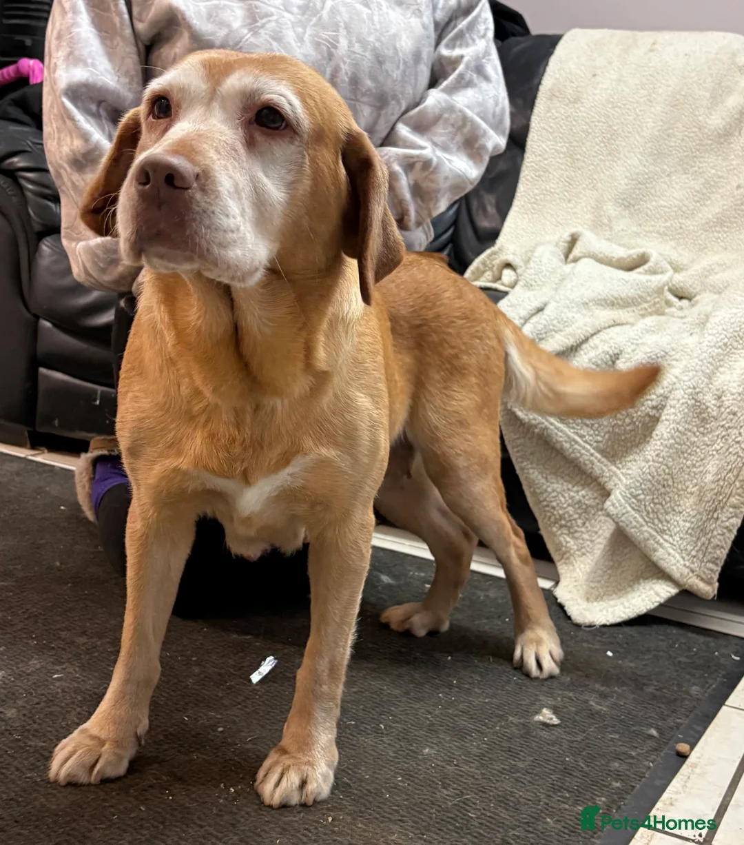 Labrador Retriever dogs for sale: 6 Year Old Female Labrador  - Advert 4