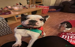 French Bulldog dogs for sale: 💕Beautiful Bella- Ready for her forever home💕 - Image 6