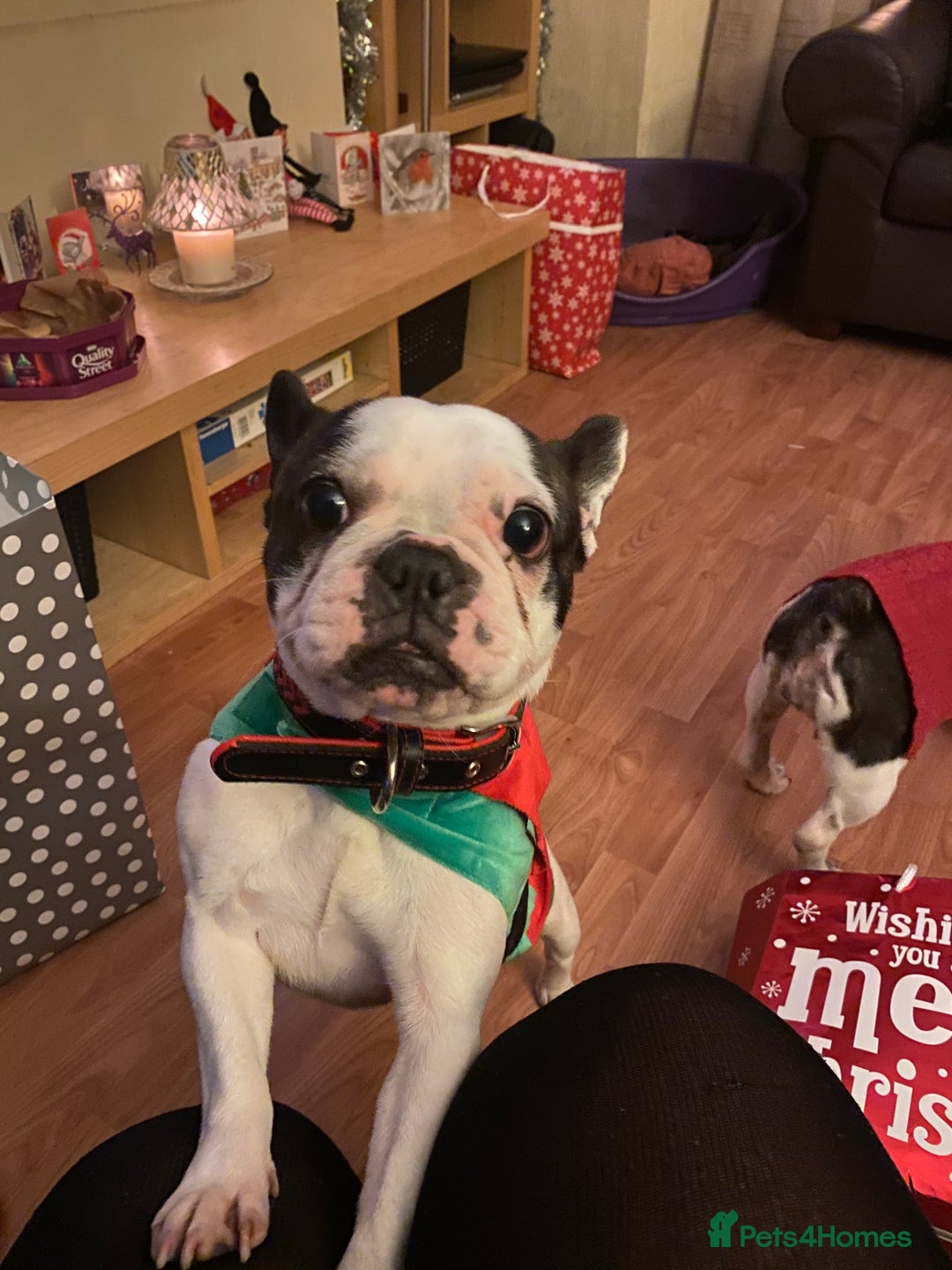 French Bulldog dogs for sale: 💕Beautiful Bella- Ready for her forever home💕 - Image 6