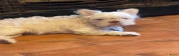 French Bulldog dogs for sale: Teddy bear Floodle pups  in Manchester - Advert 1