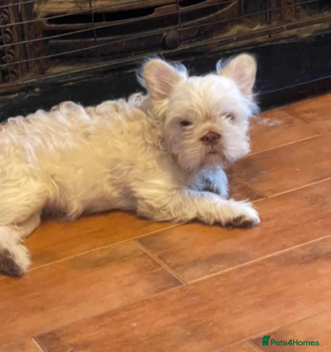 French Bulldog dogs for sale: Teddy bear Floodle pups  in Manchester - Advert 1